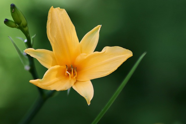 Daylily Colors