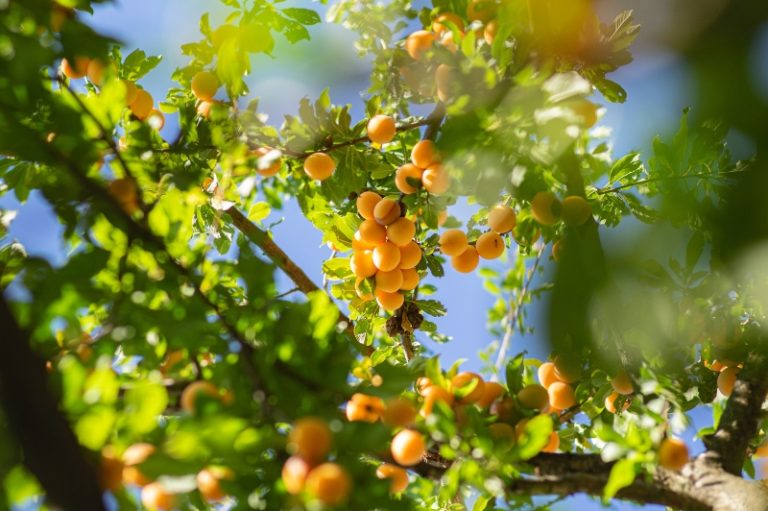 A Beginner’s Guide to Pruning Apricot Tree