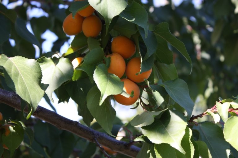 When Should I Prune Apricot Trees? The Best Time to Prune Apricot Trees