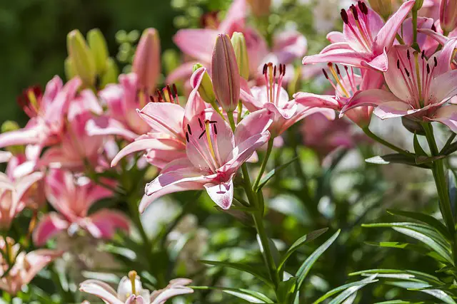 Tiger Lily Vs. Day Lily: The Differences Between These Two Popular Flowers!
