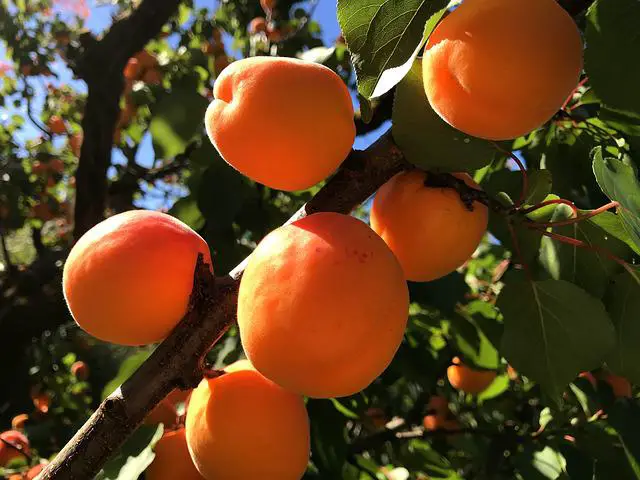 All About Apricot Tree – A Complete Guide