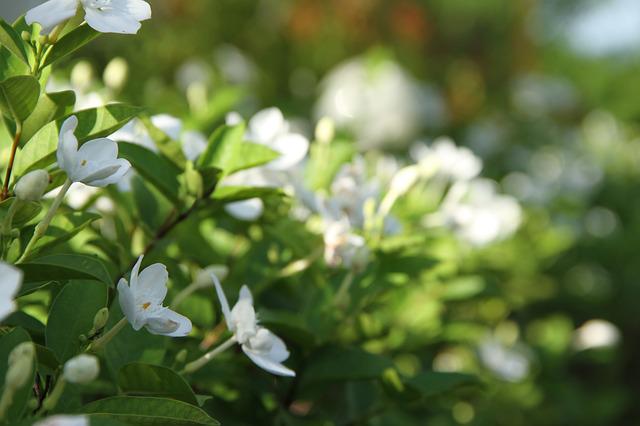 Gardenia vs. Azalea: Guide To Choosing The Right Flower - GardenFine