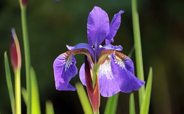 How Long Do Iris Blooms Last?