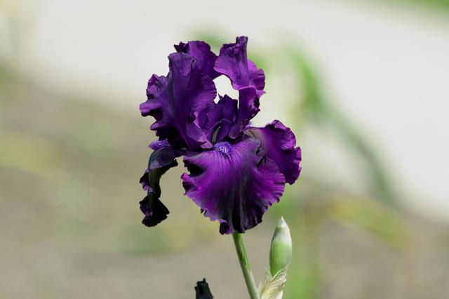 Can Irises Grow In Water?