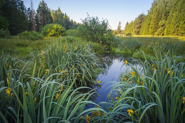 Do Iris Like Wet Soil?