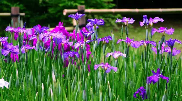 Do Iris Flowers Change Color?