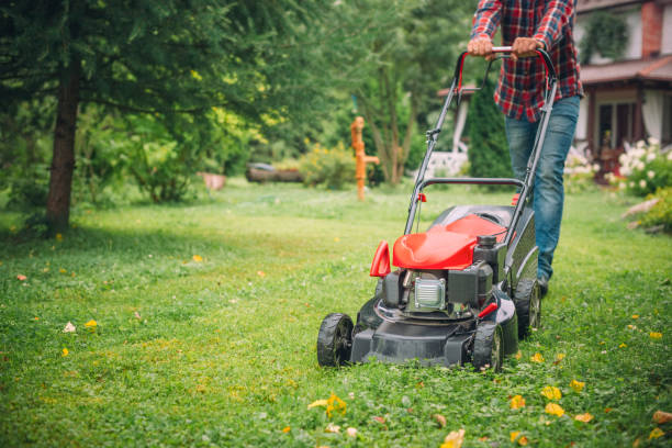 Garden Lawn Care & Maintenance for Beginners