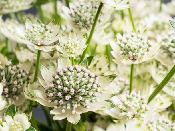 Astrantia Companion Plants