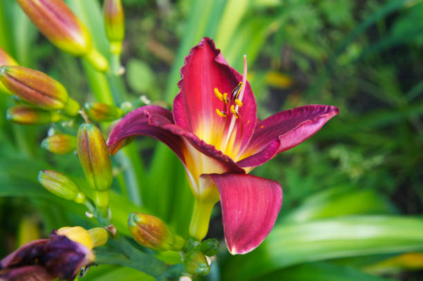 Top 21 Award-Winning Reblooming Daylilies