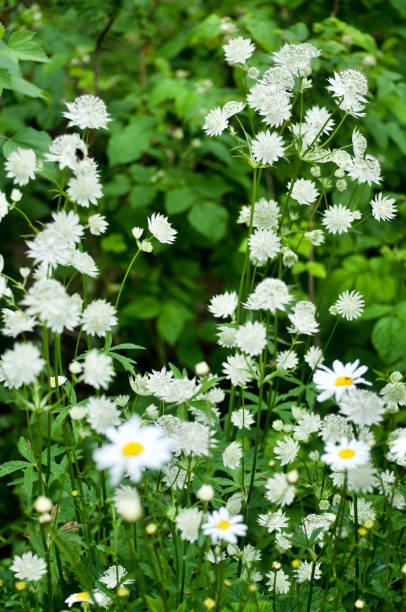 Best Growing Conditions for Astrantia