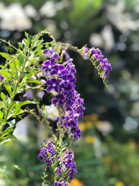 Do Angelonia Need Full Sun?