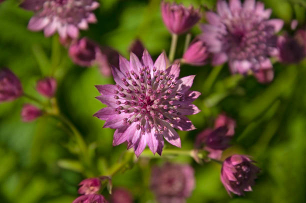 Can Astrantia Grow In Pots?