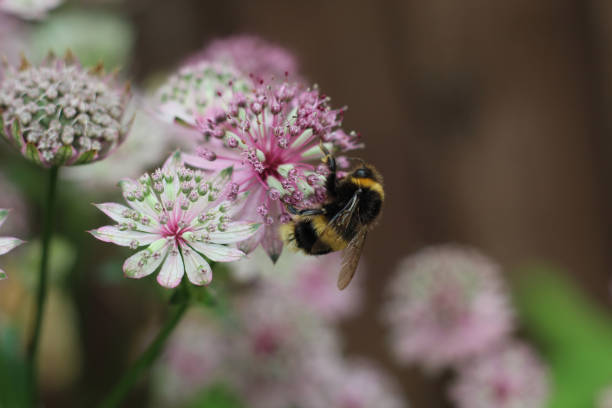 Astrantia Hardiness Zone: A Guide to Know Where Astrantia Thrive!