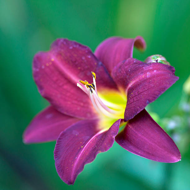 Daylily Companion Plants