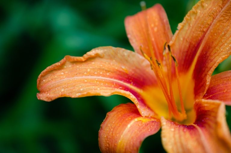 Types Of Daylilies You Should Know About