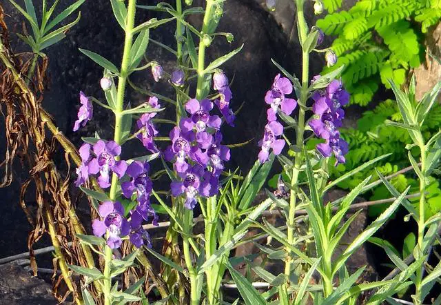 How Often To Water Angelonia