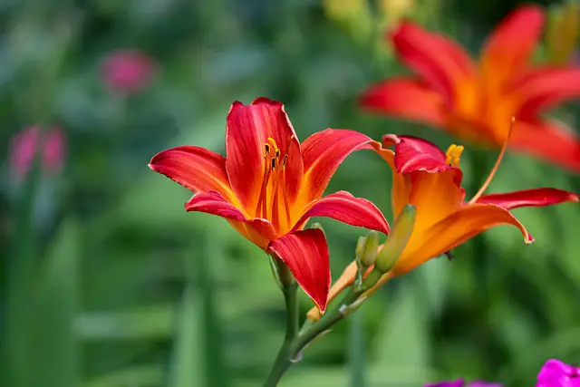 Do Daylilies Multiply? How to Know When to Divide
