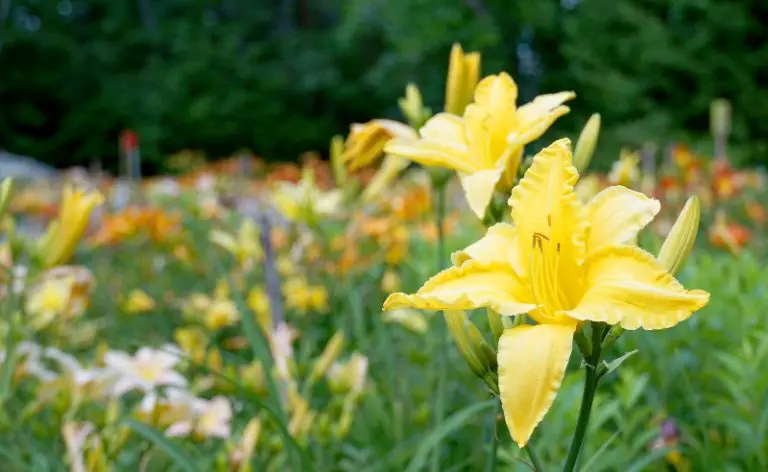 Sun or Shade: Which One Daylilies Prefer?