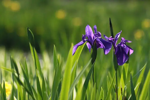 Where To Plant Iris? Choose the Best Place to Grow Your Own!