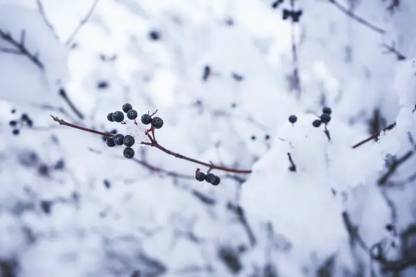 Can Blueberries Survive Winter?