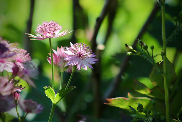 Are Astrantia Deer Resistant?