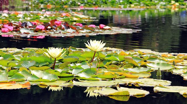 The Ultimate Guide To Creating A Bog Garden — How To Make Your Own Earthy Space!