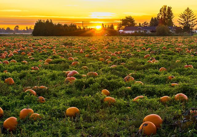 Do Deer Eat Pumpkins?