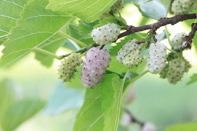 Are White Mulberries Edible?