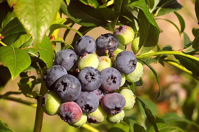 Can I Prune Blueberries In Summer?—The Best Time to Prune Blueberries