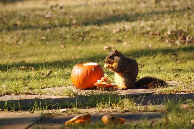 What Can I Do To Keep Squirrels Away From My Pumpkin? — 4 Easy Ways To Keep Squirrels Out Of Your Yard