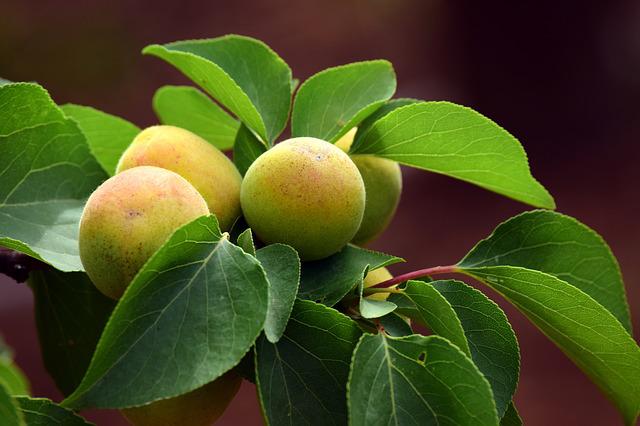 Do Apricots Grow on Trees?