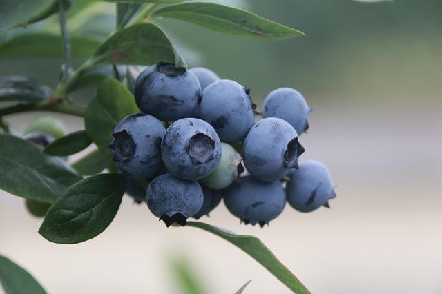Do Blueberry Bushes Lose Their Leaves in Winter?