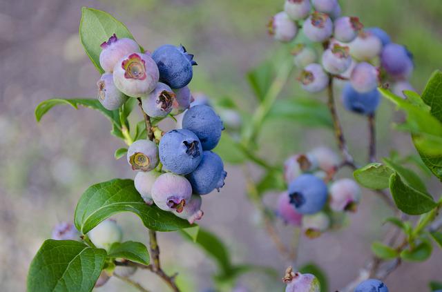 How Are Blueberries Pollinated? All About the Process