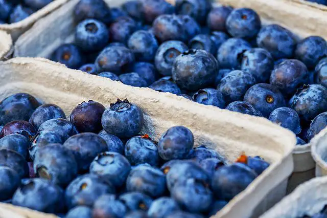 Where Do Blueberries Come From?