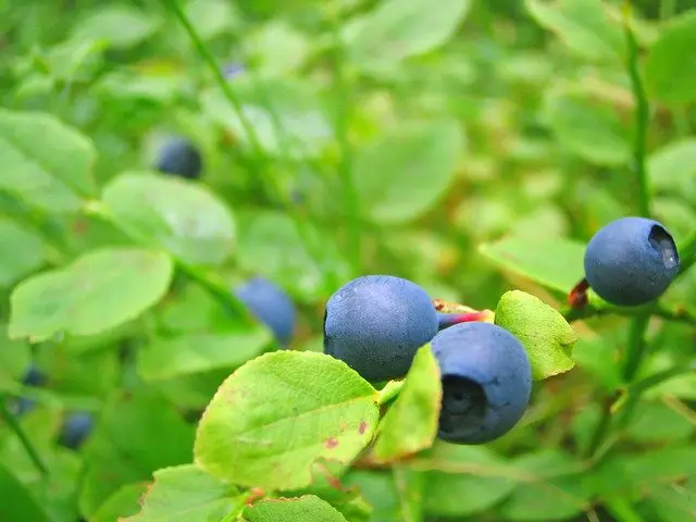 How Are Blueberries Grown? | A Simple Guide To Growing Blueberries!