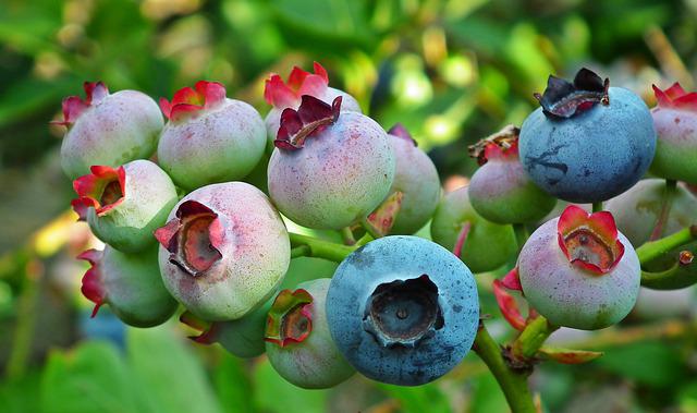 Where Do Blueberries Grow?