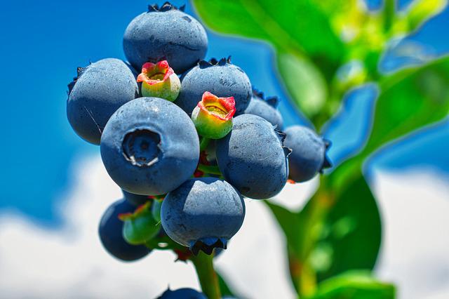Do Blueberries Need a Pollinator?