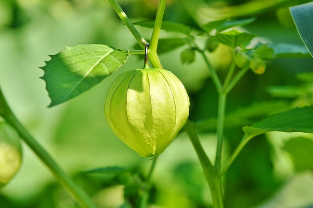 How To Grow Gooseberry From Seed: A Simple Guide For Beginners