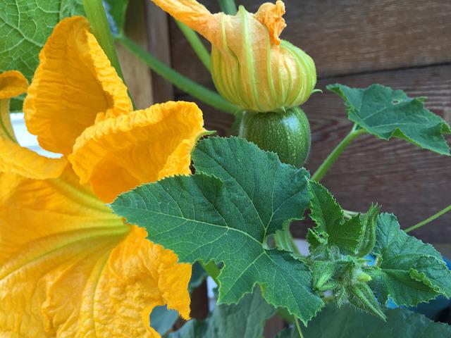 Do Pumpkins Have Flowers?