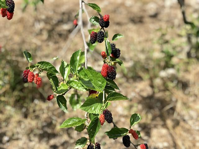 Do Deer Eat Mulberry Trees?