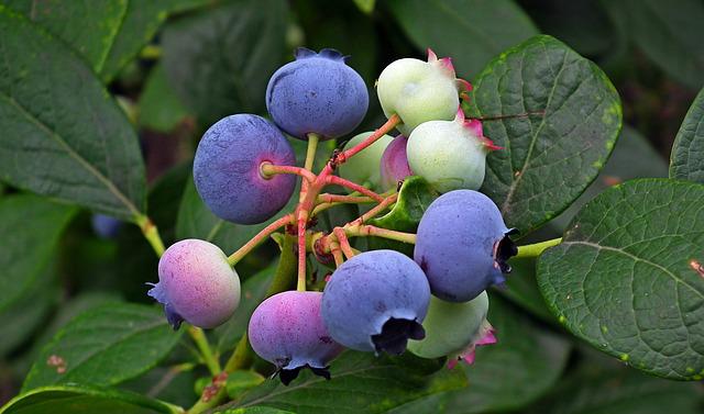 Are Blueberries Easy To Grow? — Growing & Caring Tips For Blueberries In Your Garden