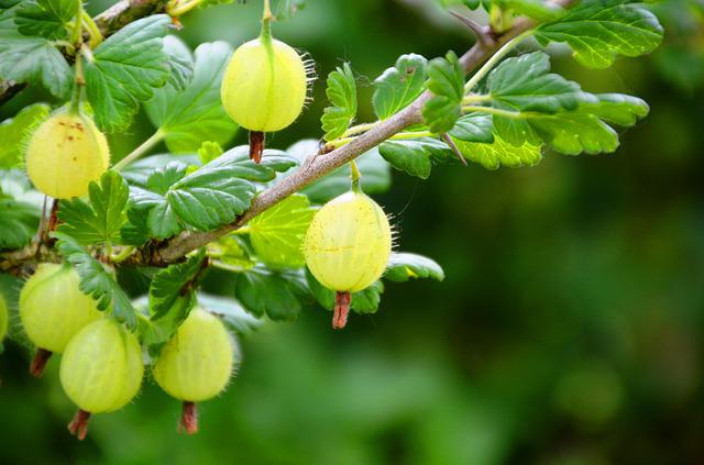 Where Do Gooseberries Grow?