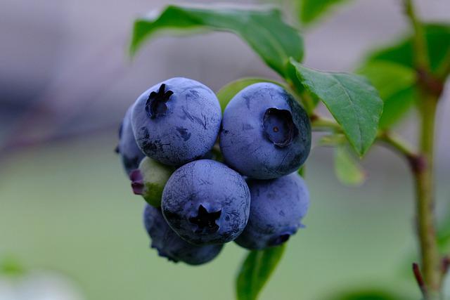 Where To Plant Blueberries? A Guide On How And Where To Plant Your Blueberry Bush!