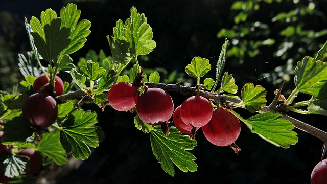 Why are Gooseberries Illegal? Here’s What to Know