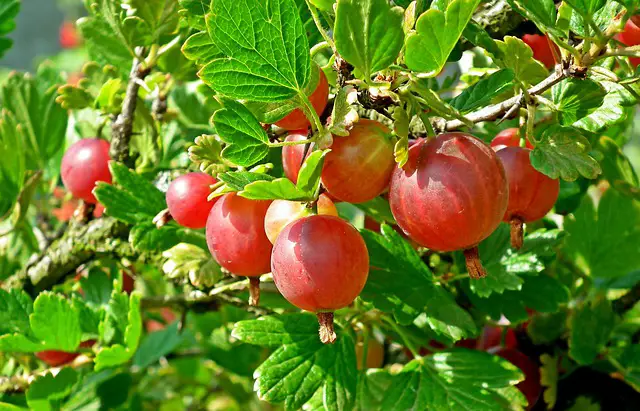 Are Gooseberries Edible? 10 Reasons To Try It! | Benefits Of Gooseberries For Your Health & Wellness