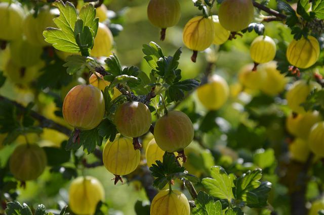 What Does a Gooseberry Taste Like? —Facts About Gooseberries Tastes!