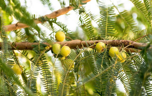 When Is Gooseberry Season? How To Know When Gooseberry Season Starts and Ends!