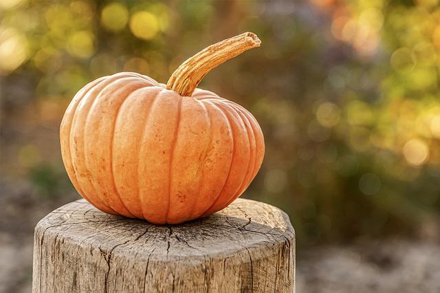 Will the Dog Eat Pumpkins? Feeding Pumpkins to Dogs