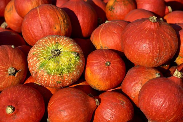 Do Pumpkins Need a Lot of Water? How Much Water Do Pumpkins Need?