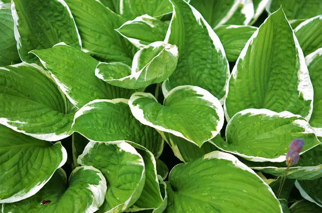 The Complete Guide To Cultivating Hostas – How to Grow, Care For, And Maintain Them!